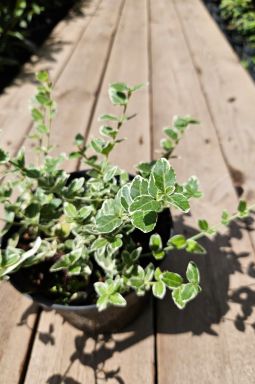 Бересклет форчуна Эмеральд Гаити (Emerald Gaiety) - фото №4