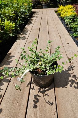 Бересклет форчуна Эмеральд Гаити (Emerald Gaiety) - фото №3