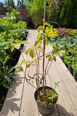 Виноград девичий - фото №2