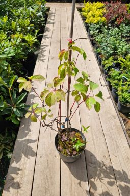 Виноград девичий - фото №3 Виноград девичий - фото №3