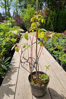 Виноград девичий - фото №1