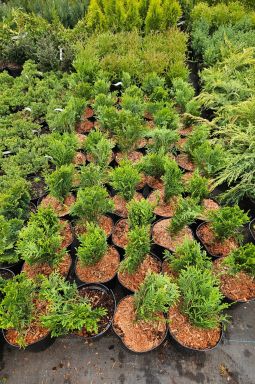 Туя западная Глобоза (Globosa) - фото №3 Туя западная Глобоза (Globosa) - фото №3