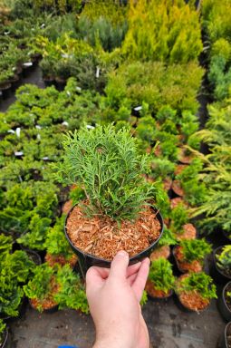 Туя западная Глобоза (Globosa) - фото №1