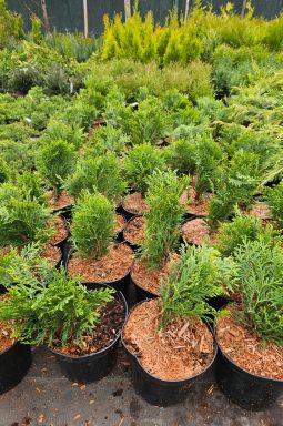 Туя западная Глобоза (Globosa) - фото №2 Туя западная Глобоза (Globosa) - фото №2