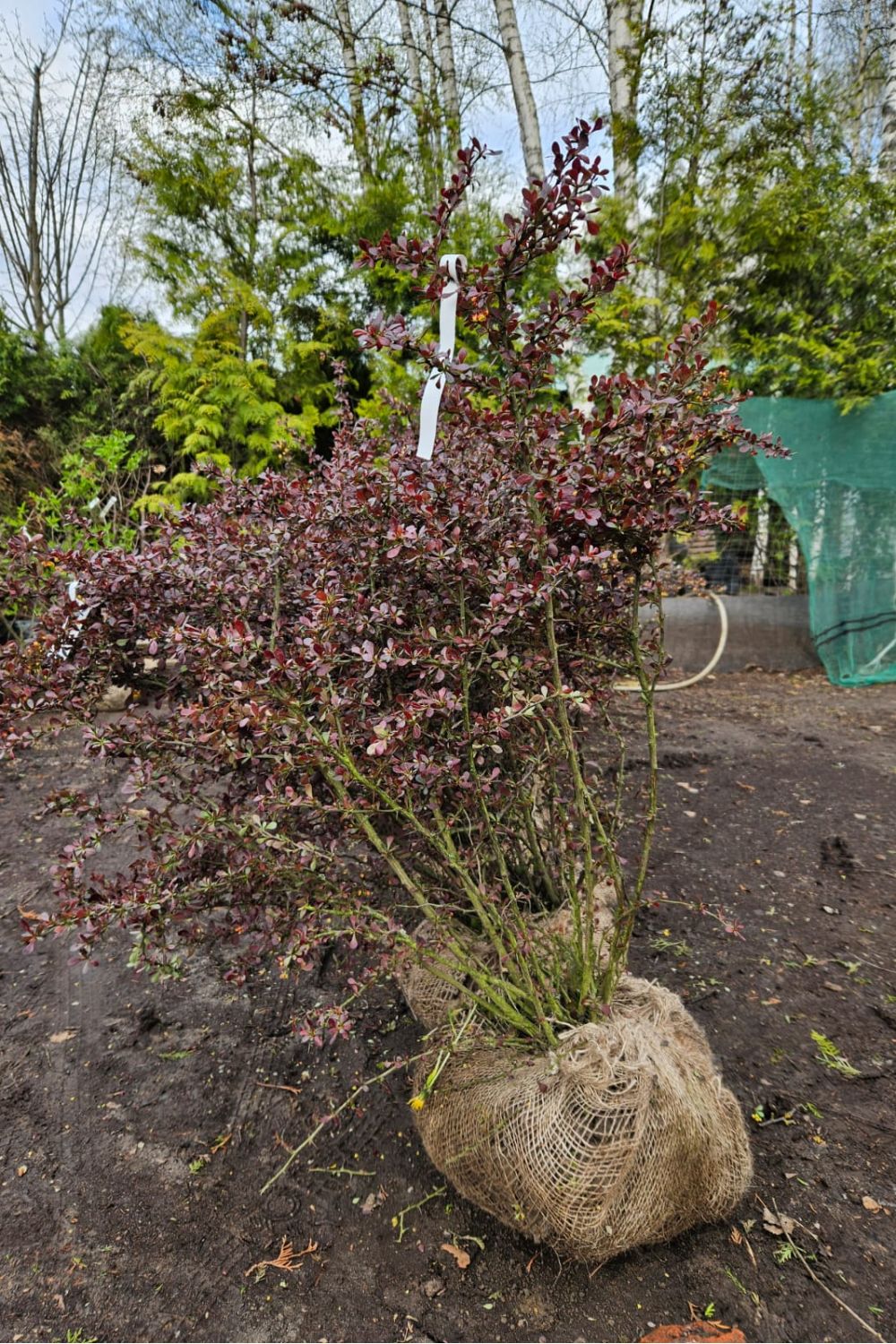 Барбарис Атропурпуреа (Atropurpurea) по доступной цене в Москве - Купить с  доставкой в питомнике Растения24