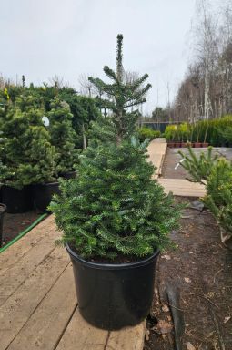 Пихта корейская Сильберлок (Silberlocke) - фото №6