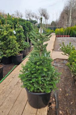 Пихта корейская Сильберлок (Silberlocke) - фото №7 Пихта корейская Сильберлок (Silberlocke) - фото №7