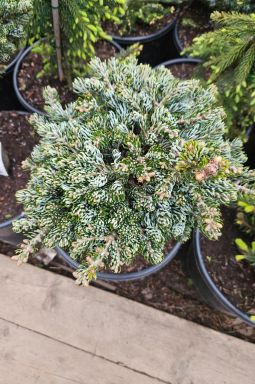 Пихта корейская Кохоутс айс Брейкер на штамбе (Kohouts icebreaker Pa) - фото №7