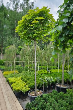 Клен остролистный Глобозум (Globosum) - фото №3