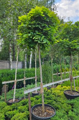 Клен остролистный Глобозум (Globosum) - фото №4 Клен остролистный Глобозум (Globosum) - фото №4