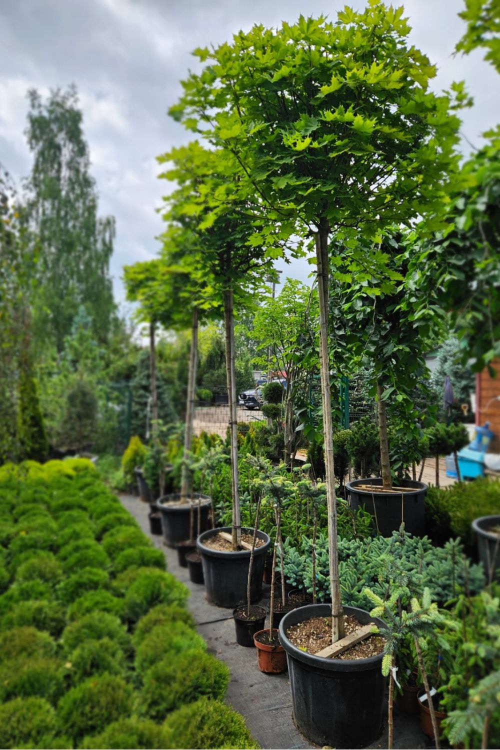 Клен остролистный Глобозум (Globosum) - фото №2 Клен остролистный Глобозум (Globosum) - фото №2