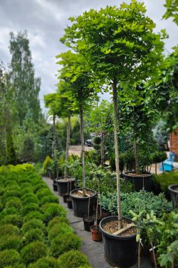 Клен остролистный Глобозум (Globosum) - фото №2 Клен остролистный Глобозум (Globosum) - фото №2