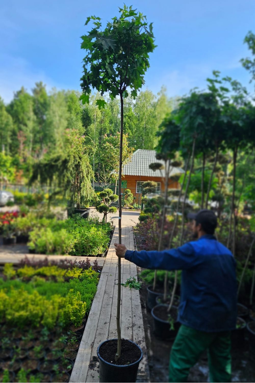 Клен остролистный Глобозум (Globosum) - фото №1 Клен остролистный Глобозум (Globosum) - фото №1