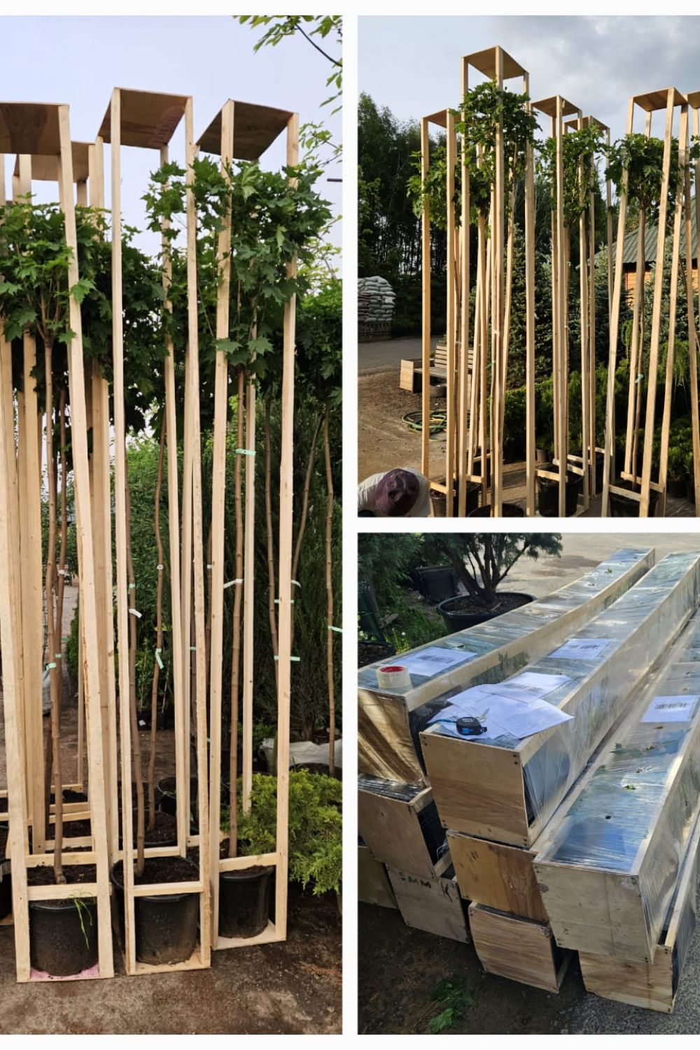 Клен остролистный Глобозум (Globosum) - фото №5 Клен остролистный Глобозум (Globosum) - фото №5