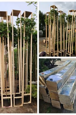 Клен остролистный Глобозум (Globosum) - фото №5 Клен остролистный Глобозум (Globosum) - фото №5