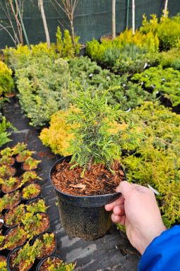 Можжевельник обыкновенный Суецика (Suecica) - фото №2