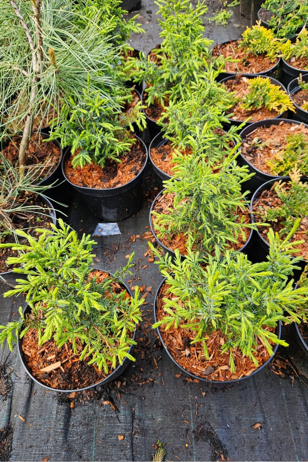 Можжевельник обыкновенный Суецика (Suecica) - фото №4 Можжевельник обыкновенный Суецика (Suecica) - фото №4