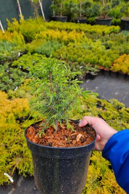 Можжевельник обыкновенный Суецика (Suecica) - фото №1