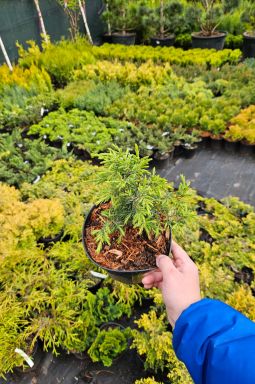 Можжевельник обыкновенный Суецика (Suecica) - фото №3 Можжевельник обыкновенный Суецика (Suecica) - фото №3