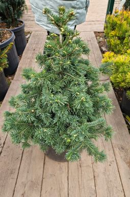 Пихта субальпийская Грин Глоб (Green Globe) - фото №3