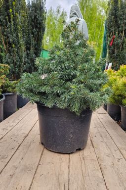 Пихта субальпийская Грин Глоб (Green Globe) - фото №2