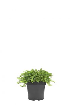 Можжевельник прибрежный Блю Пасифик (Blue Pacific)