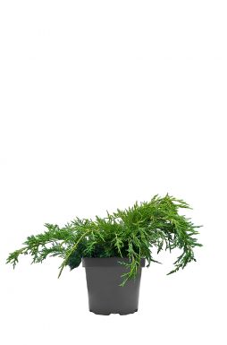 Можжевельник средний Кинг оф Спринг (King of spring)