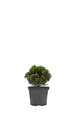 Сосна горная Миникин (Minikin)