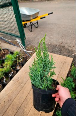 Можжевельник чешуйчатый Лодери (Loderi)