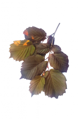 Лещина обыкновенная Пурпуреа (Purpureum) - фото №5