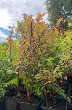 Спирея японская Голдфлейм (Goldflame)