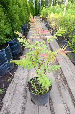 Рябинник рябинолистный Сэм (Sem)