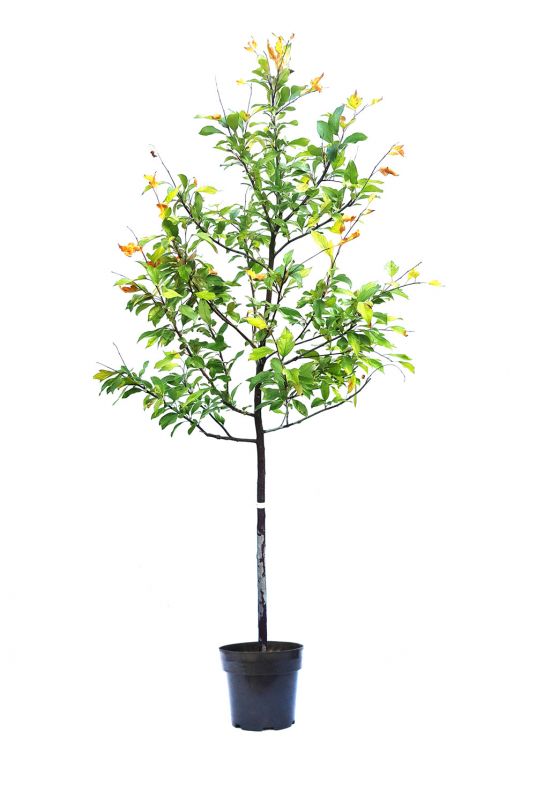 Яблоня Рудольф (Rudolph)