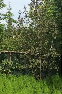 Черемуха виргинская Шуберт (Schubert)