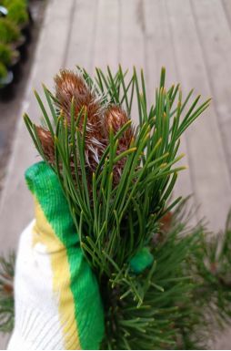 Сосна гельдрейха Сателлит (Satellit)