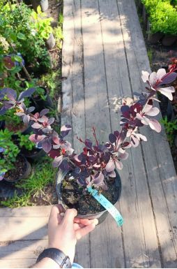 Барбарис оттавский Сильвер Майлс (Silver Miles)