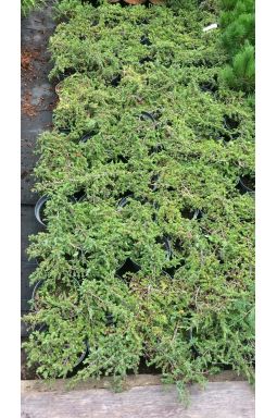 Можжевельник обыкновенный Грин Карпет (Green carpet) - фото №3