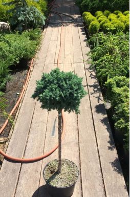 Можжевельник чешуйчатый Блю Стар на штамбе (Blue star Pa)