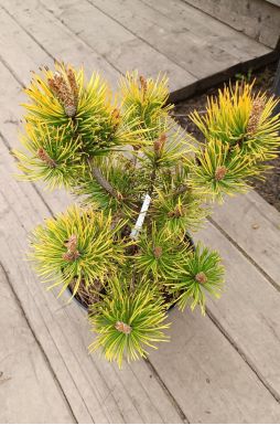 Сосна горная Офир (Ophir)