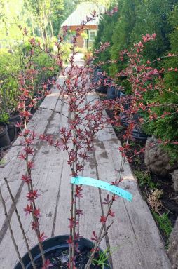 Барбарис тунберга Оранж Дрим (Orange Dream)