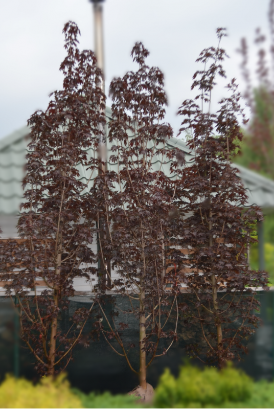 Клен остролистный Кримсон Сентри (Crimson Sentry)