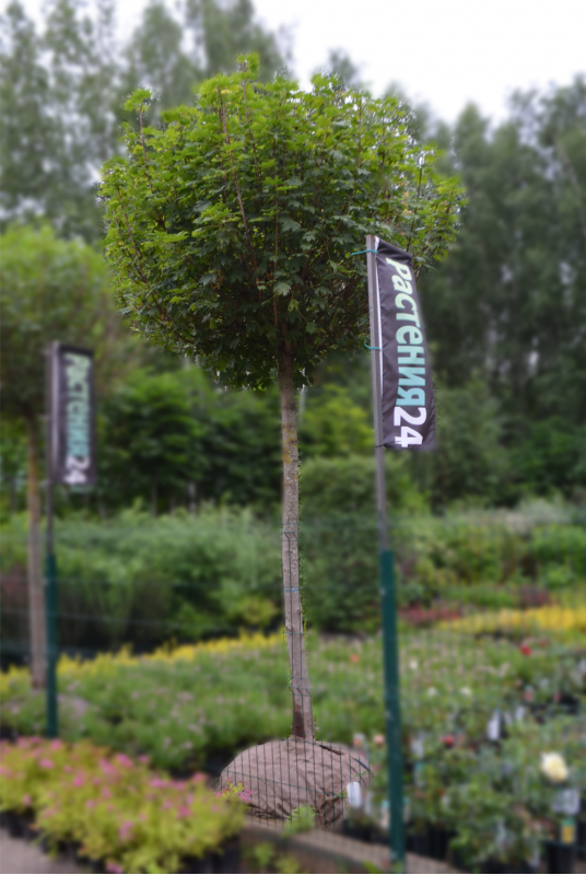 Клен остролистный Глобозум (Globosum) Клен остролистный Глобозум (Globosum)