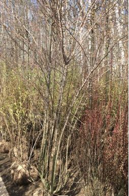 Клен Гиннала (Ginnala)