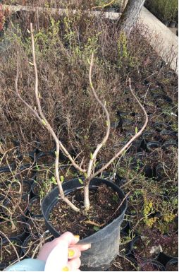 Гортензия метельчатая Грейт Стар (Great star)