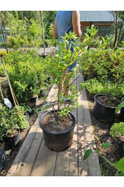 Гортензия метельчатая Грандифлора (Grandiflora) - фото №1