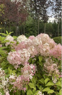 Гортензия метельчатая Пинк леди (Pink Lady)