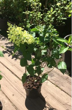 Гортензия метельчатая Полар Бир (Polar Bear)