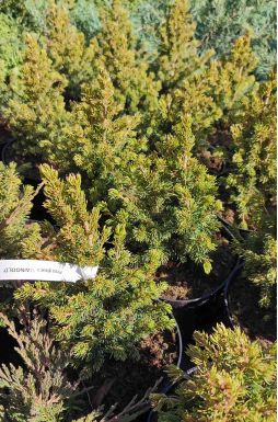 Ель канадская Майголд (Maingold)