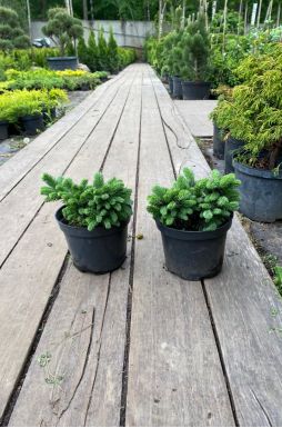 Ель обыкновенная Вальдбрун (Waldbrund)