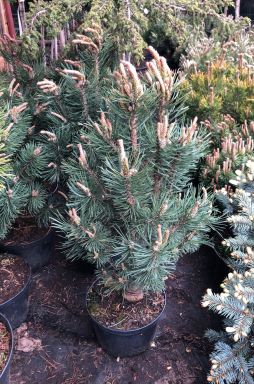 Сосна горная Колумбо (Columbo)